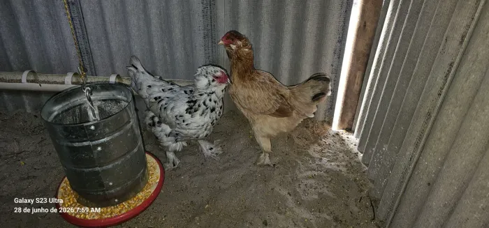 02 galinha ameraucana 