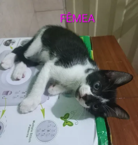 GATO ADOÇÃO