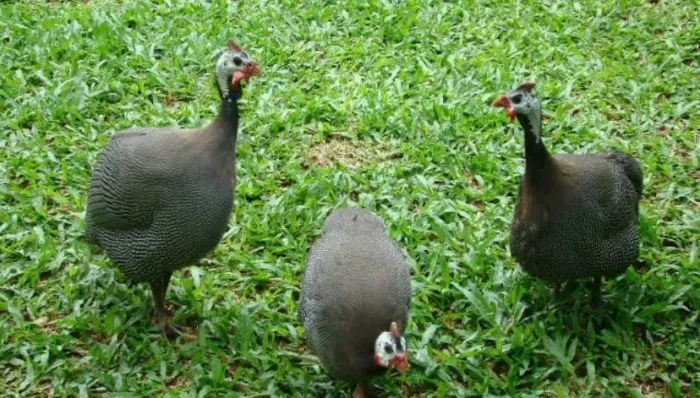 Vendo 8 galinhas da Angola 70 cada , pra levar todas 