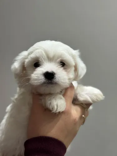 maltês micro