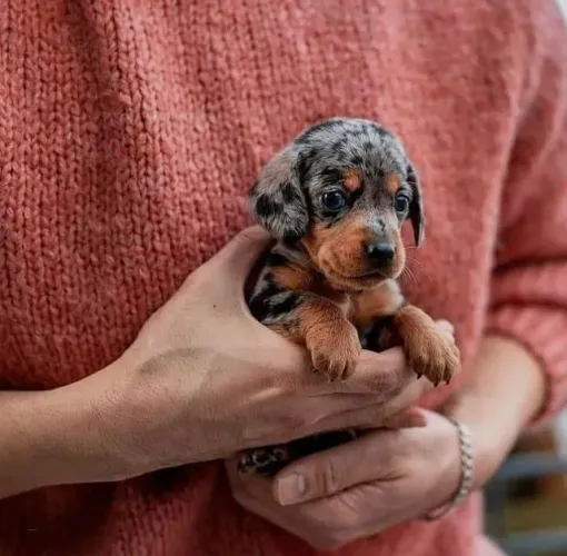 Dachshund Compartilhando Ternura Em Belas Histórias