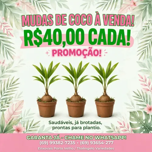 Vendo mudas de coco