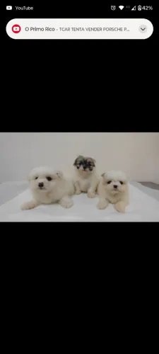 Filhote de Spitz Alemão com Shihtzu, Fêmea bem pequena disponivel!!