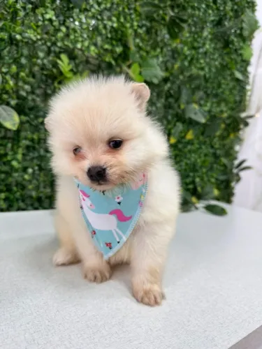 lulu\spitz alemão lindo
