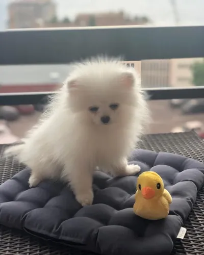Lulu da Pomerânia ursinho