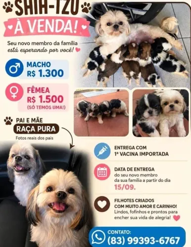 Shitzu a venda