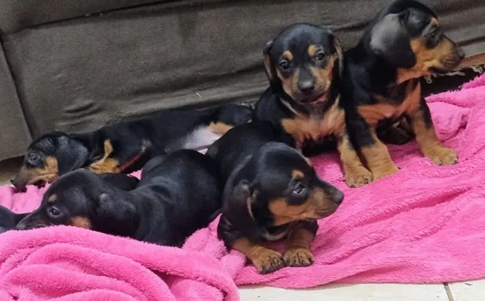 Cachorro (daushund)