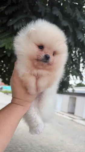 Spitz alemão machos apartir de 2.800
