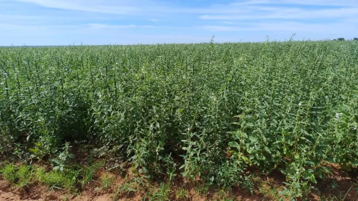 Fazenda de arrendamento Soja 8.500hec 7.500 plantando no xingú.