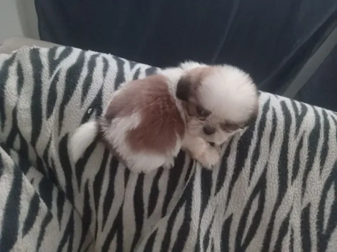 Linda Fêmea de shih-tzu 