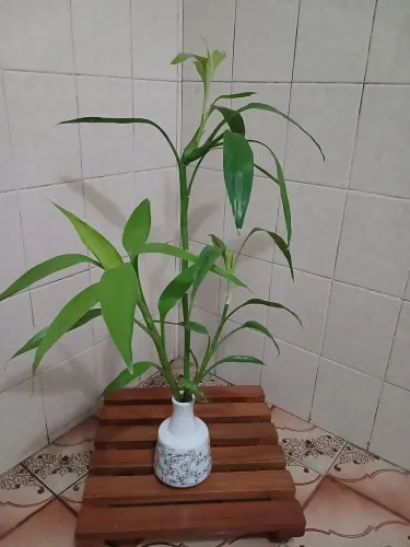 Planta Bambu da Sorte
