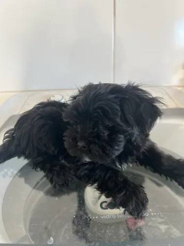 Vendo Cachorro maltês filhote