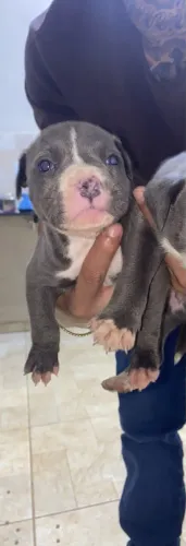 Vendo filhotes de Pitbull estão com 43 dias , mãe é american bully e pai pit monster .