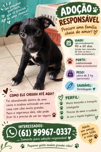 Doação Filhote de Cachorro  SRD Macho 