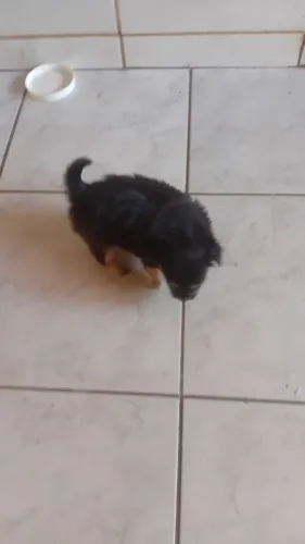 pinscher com chih tzu macho