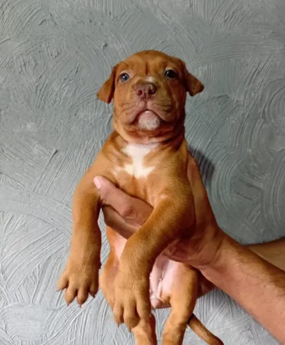 Pitbul red nosse raça pura !!
