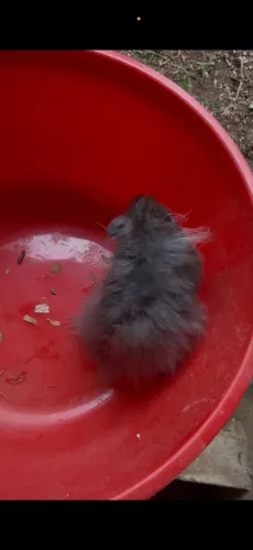 Hamster sírio