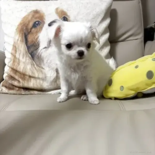 Cãozinho alegre e afetuoso Chihuahua