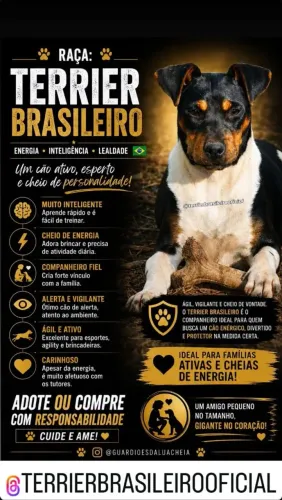 Terrier Brasileiro - Fox Paulistinha CBKC