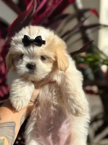 Shih tzu fêmea