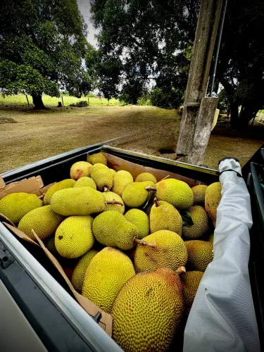 JACA DURA DE BERIMBAU EXTRA