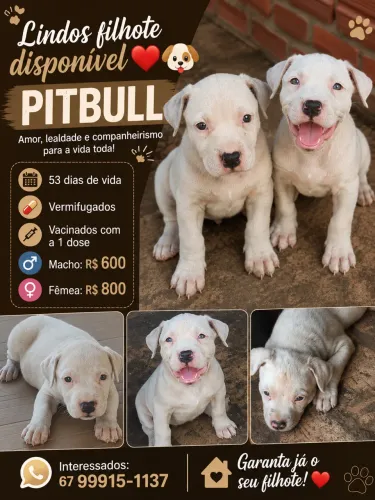 Vendo filhotes de Pitbull