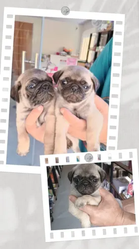 Vende-se lindos filhotes de Pug já estão disponíveis para retirar