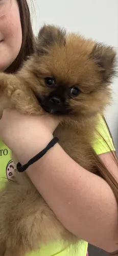 Filhote de Lulu da Pomerania anao 
