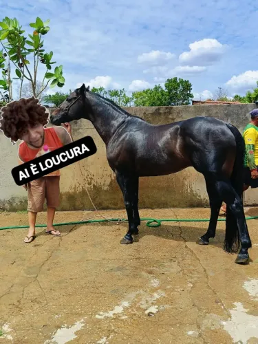 Garanhão Quarto de Milha 