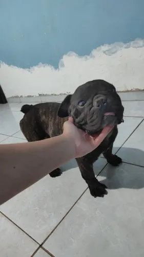 Bulldog francês para Doação