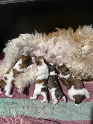 Shi-tzu
