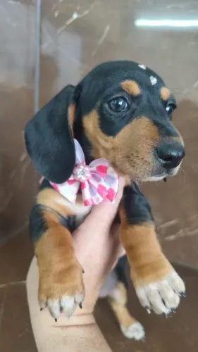 Dachshund filhotes 