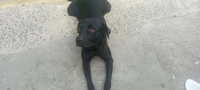  doando esse cachorro bem cuidado e bem zelado também