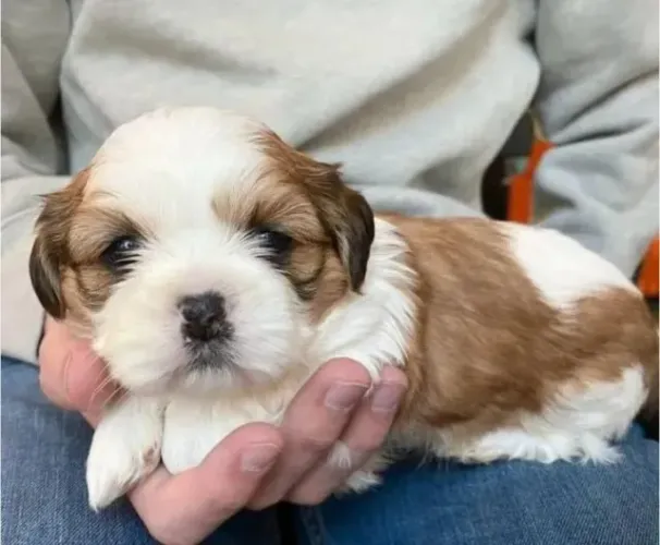 Shihtzu Mini Filhotes Adestrados no Jornal.
