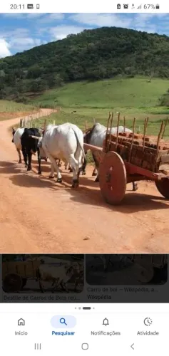Tenho bizarros holandês