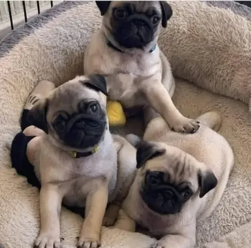 Filhotes pug com pelagem densa e ótima estrutura dócil saudável