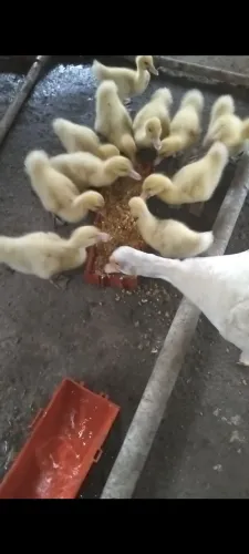 Animal