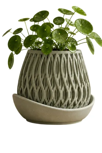 Vasos de plantas 