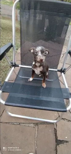 Pinscher merle pronto