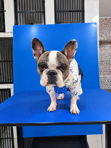 Buldogue francês