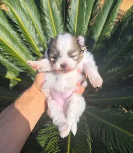 Fêmeas de lulu da Pomerânia