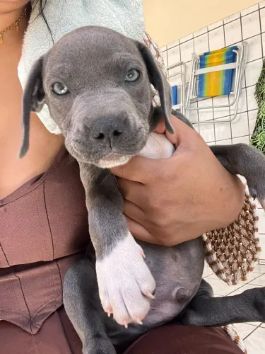 Filhote american bully