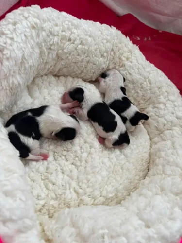 Filhotes de Shihtzu