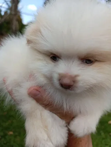 Lulu da Pamerania, Spitz alemão anã.R$ 2.000