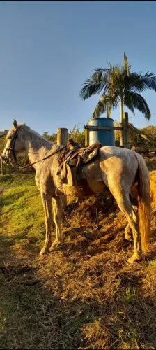 Cavalo mangalarga