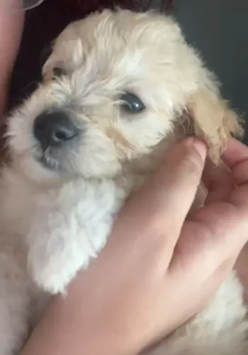 Filhote pastor english sheepdog