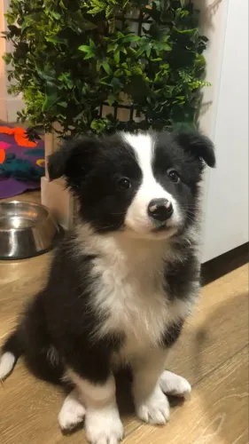 Border Collie - Esse Pequeno Príncipe De Patas Quer Te Conhecer 