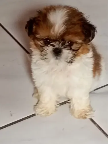 Vende shih tzu