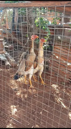 2 galinhas e 1 galo shamo