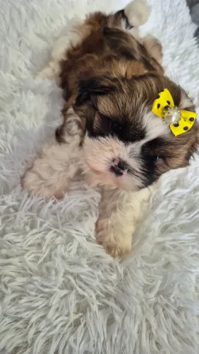 Vendo lindos Filhotes de Shih Tzu